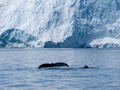 Humpback Whales at Holgate Glacier