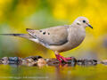 Mourning dove