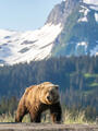 Brown Bear