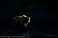 Brown Bear