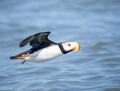 Horned puffin