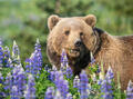 Brown Bear