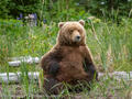 Brown Bear