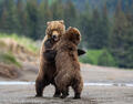 Brown Bear
