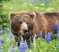 Brown Bear