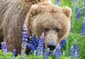 Brown Bear