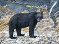 Black bear