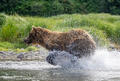 Brown Bear