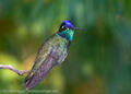 Rivoli’s Hummingbird