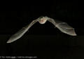 bat