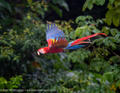Scarlet macaw