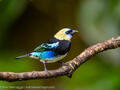 Golden-headed Tanager