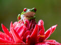 Red-eyed tree frog