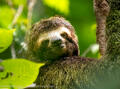 Three-toed sloth
