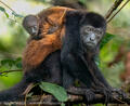 Howler Monkey