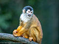 squirrel monkey