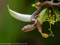 Fer de lance viper