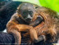 Howler Monkey