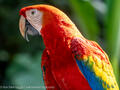 Scarlet macaw