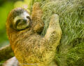 three-toed sloth