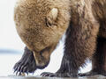 Brown Bears