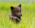 Brown Bear Cub