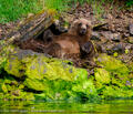 Brown Bear Cub