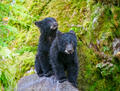 Black bears