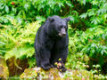 Black bear