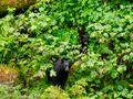 Black bears