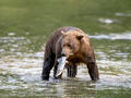 Brown bear