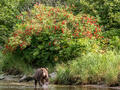 Brown bear