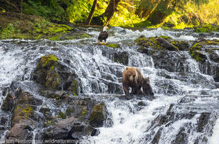 Alaska Bear and Whale Trip Report, Trip 1