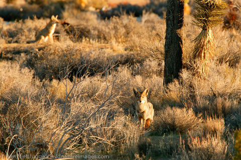 Coyote