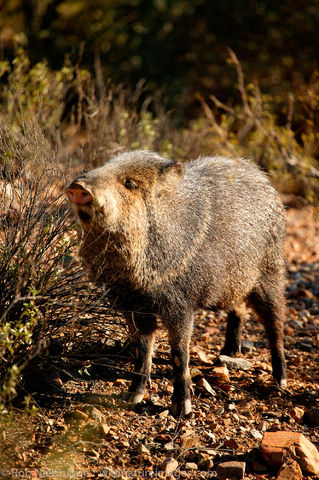 Javelina