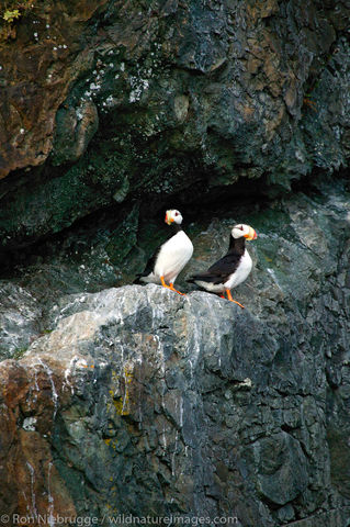Horned Puffin