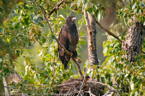 Bald Eagle