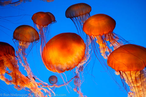 Monterey Bay Aquarium