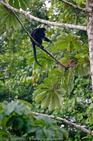 Mantled Howler Monkeys