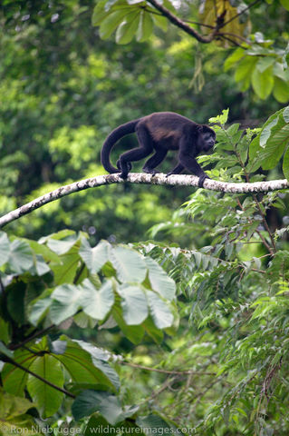 Mantled Howler Monkeys