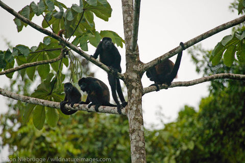 Mantled Howler Monkeys