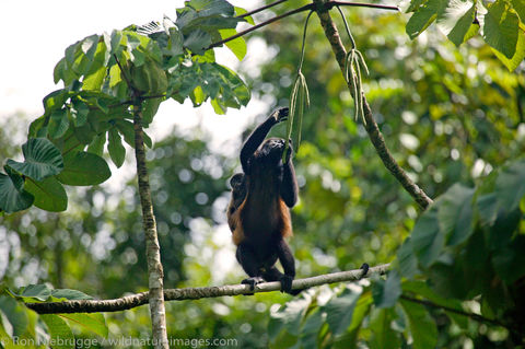 Mantled Howler Monkeys