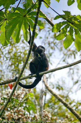 Mantled Howler Monkeys