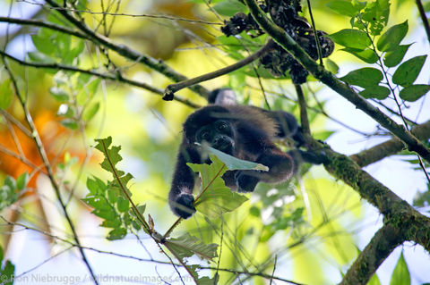 Mantled Howler Monkeys