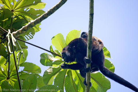 Mantled Howler Monkeys