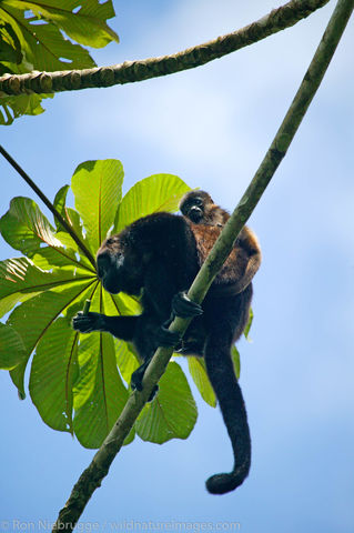Mantled Howler Monkeys