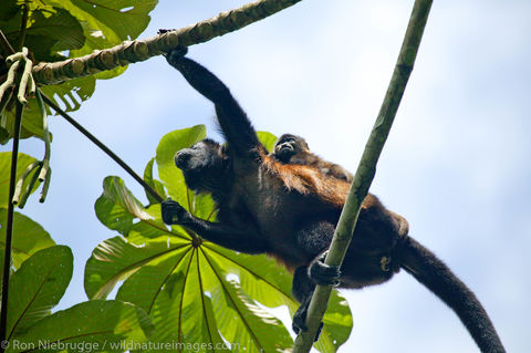 Mantled Howler Monkeys
