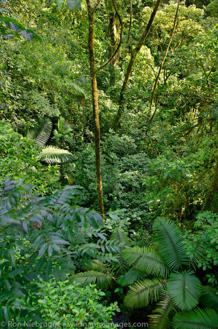 Arenal Hanging Bridges 