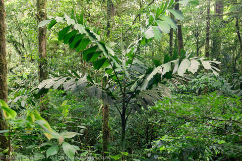 Arenal Hanging Bridges 