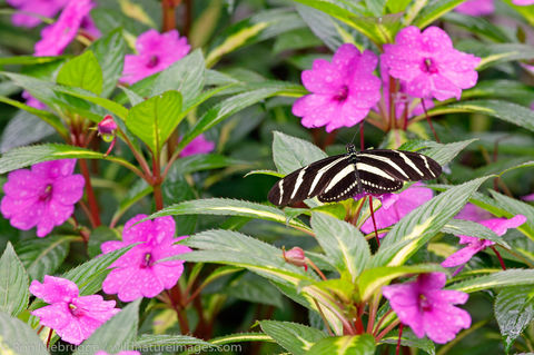 Butterfly Garden at the Peace Lodge